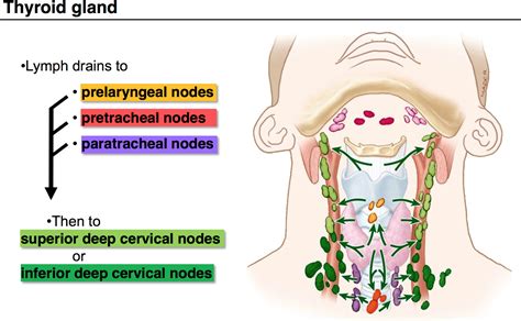 Filediagram Showing The Position Of The Lymph Nodes In The 43 Off
