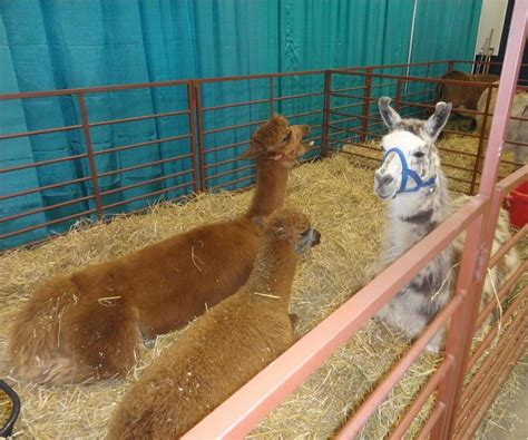 Petting zoo | Zoo animals, Horse ranch, Pets