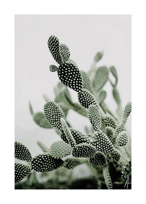 How to water a bunny ears cactus can be confusing since they require more water during their growing season than in the winter. Bunny Ears Cactus Poster in 2020 | Poster prints, Bunny ...