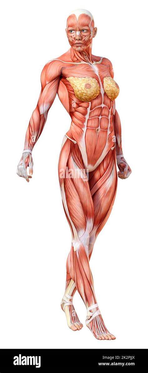 Anatomie musculaire femme Banque de photographies et dimages à haute résolution Alamy