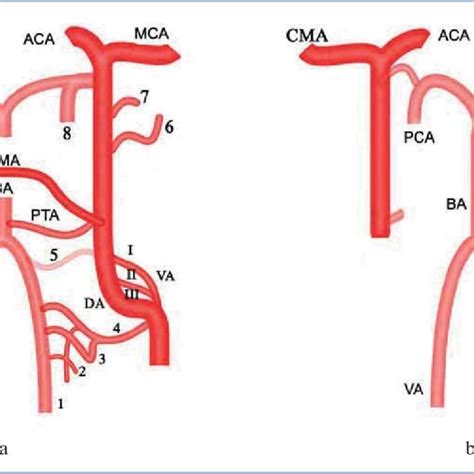 Pdf Segmental Agenesis Of The Cervical Internal Carotid Artery With Collateral Blood Supply