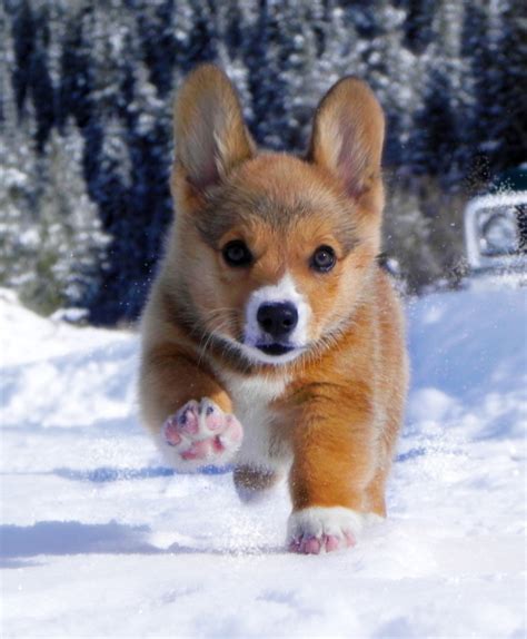 Cute Puppy Snow