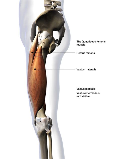 Human anatomy leg tendons muscles of the leg and foot. How Your Quadriceps Can Cause Pain: 3 Yoga Poses That Can ...