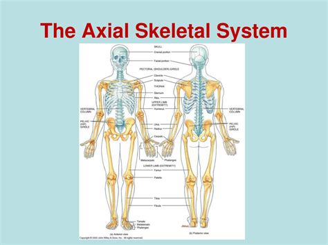 Ppt The Axial Skeletal System Powerpoint Presentation