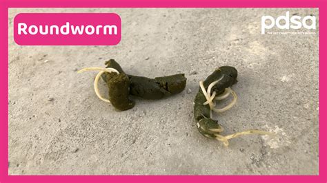 Worms In Dogs Pdsa