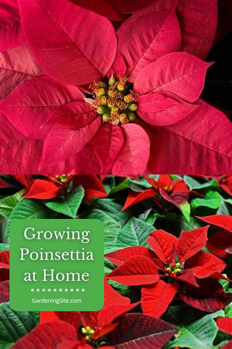 Poinsettia Is One Of The Most Popular Plants Associated With The