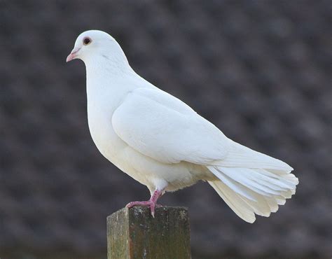 White Dove Wild Birds Unique Rare Bird