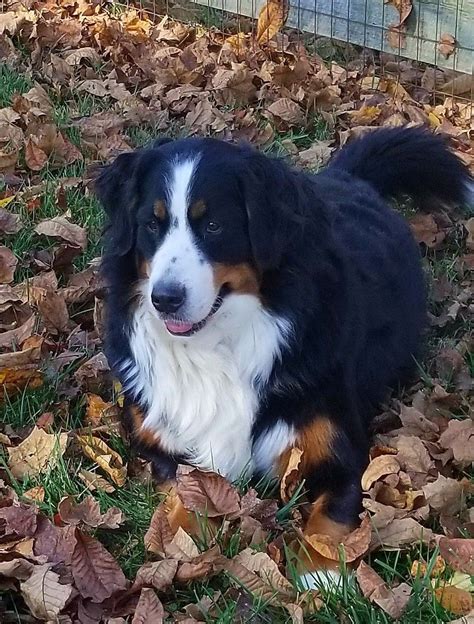 Pin By James Kraus On Bernese Mountain Dogs In 2020 Bernese Mountain