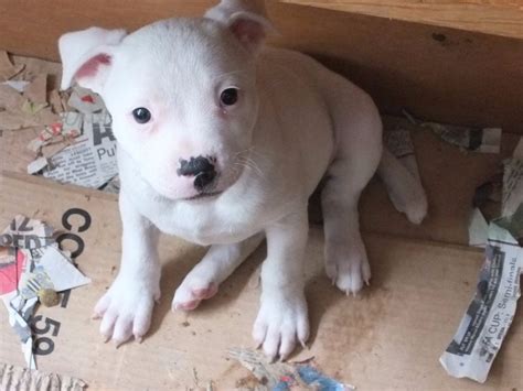 Beautiful Pure White Staffy Staffordshire Bull Terrier Puppy Ready For