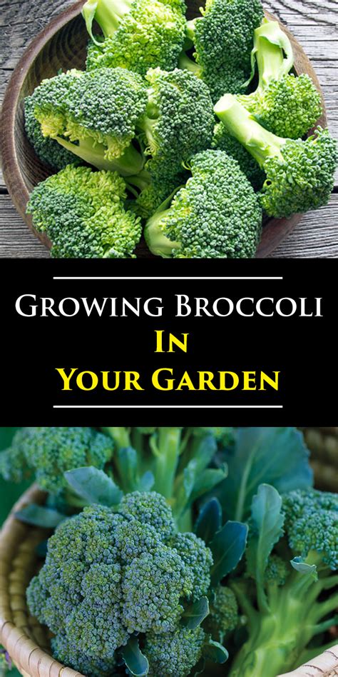 21 Of The Best Broccoli Companion Plants Artofit
