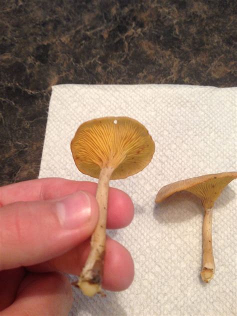Psilocybin Mushrooms In Tennessee All Mushroom Info