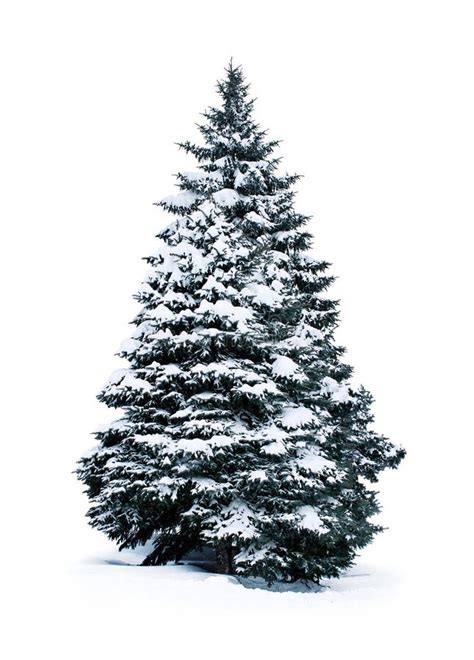 Spruce Covered With Snow Stock Photo Image Of Snow Single 37273240