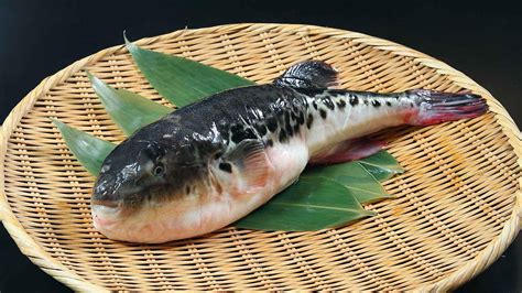 Eating Fugu Japans Poisonous Pufferfish Byfood