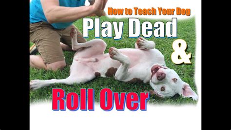 The safest and best way to do a rollover to a roth ira is to do a direct rollover. How to Teach Your Dog to Roll Over and "Play Dead" FAST ...