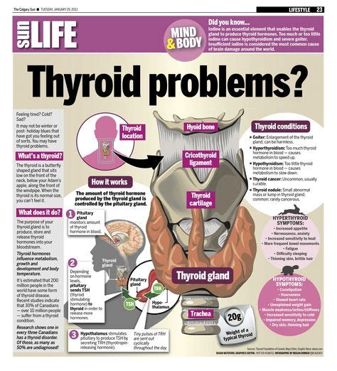 What Causes Thyroid Problems Drbeckmann