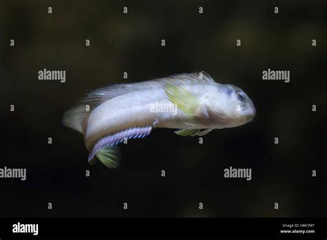 Australian Goby Hi Res Stock Photography And Images Alamy