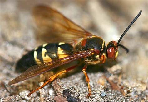 Cicada Hunter Wasp Sphecius Speciosus Bugguidenet