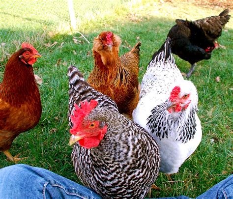 The Ultimate List Of Backyard Chicken Breeds Beautiful Chickens My