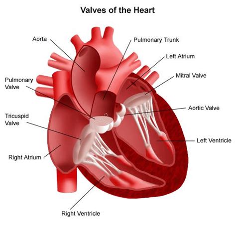 Heart Valve Repair And Replacement Expert Care Newyork Presbyterian