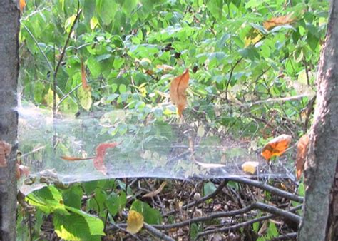 The Wonders Of Webs I Spider Silk Field Station