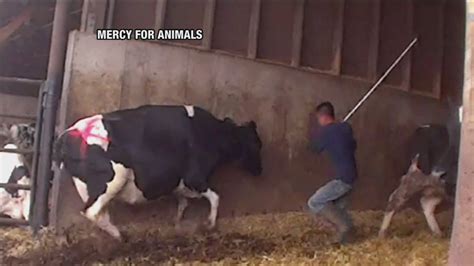 Undercover Video Shows Alleged Cow Abuse On Wisconsin Farm Youtube