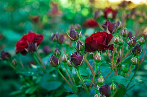 Dark Red Rose Grows Outdoors Dark Rose Flower Along With Leaves And
