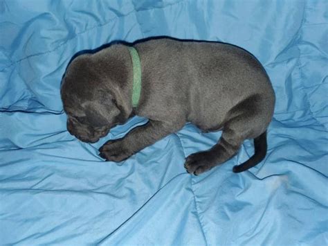 We are in home breeders of akc health tested great dane puppies and strive for excellent temperament and health. Great Dane pet puppies available in Denver, Colorado ...