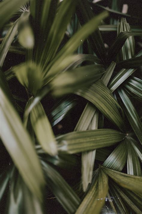 Ivy and Envy | Plant wallpaper, Green aesthetic, Aesthetic wallpapers
