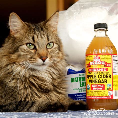 Coccidiosis is a parasitic infection that occurs in cats; 5 Natural Ways to Prevent & Get Rid of Fleas on Cats
