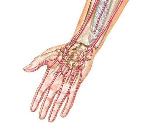 Wrist And Hand Arteries Diagram Quizlet