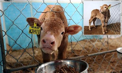 Six Calves Cloned Worth 46000 Each To Help China Create Better Produce Daily Mail Online