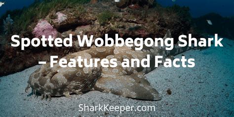 Spotted Wobbegong Shark Features And Facts Shark Keeper