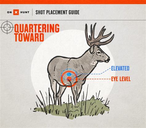 Where To Shoot A Deer Free Deer Shot Placement Chart Onx Hunt