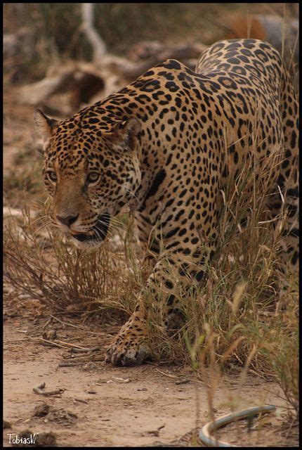 Jaguar Spotting Around Arid Chaco One Of South Americas Last Great