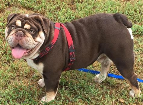We are family owned and operated and have been breeding bulldogs since 2004. AKC Chocolate Tri English Bulldog Triple Carrier For Stud ...