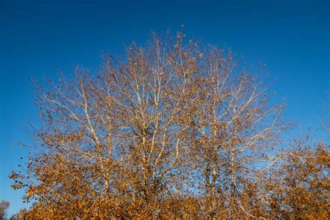 Yellow Autumn Autumn Foliage Of Trees Against The Blue Sky Stock Photo