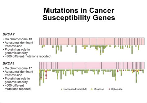 Use chromosomes 11 and 17 to answer the following questions. Genes, Brca1; BRCA1 Gene