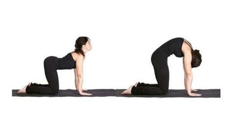 Discover Marjariasana Yoga Pose Latest Vova Edu Vn