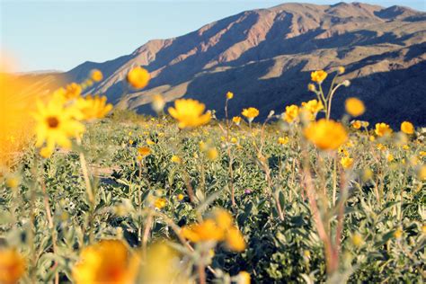 The California Desert Is Experiencing A Rare Super Bloom Of