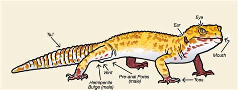 Leopard Gecko Anatomy