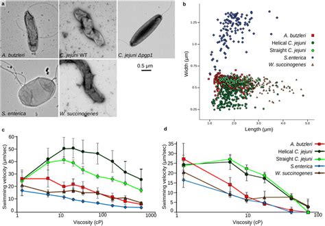 Determination Of Bacterial Swimming Speed In Methylcellulose And Ficoll