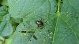Images of Uk Garden Pest Identification