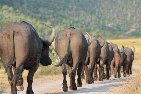 10 Fascinating Facts About Cape Buffalo Kariega Game Reserve