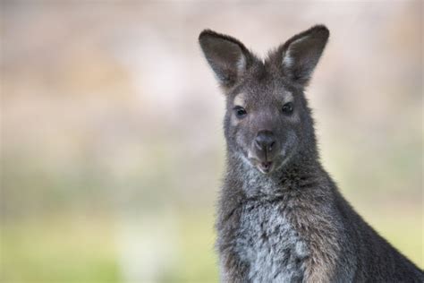 Do Wallabies Make Good Pets What You Need To Know Pet Keen
