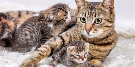 top 20 why is the mother cat hissing at her kittens