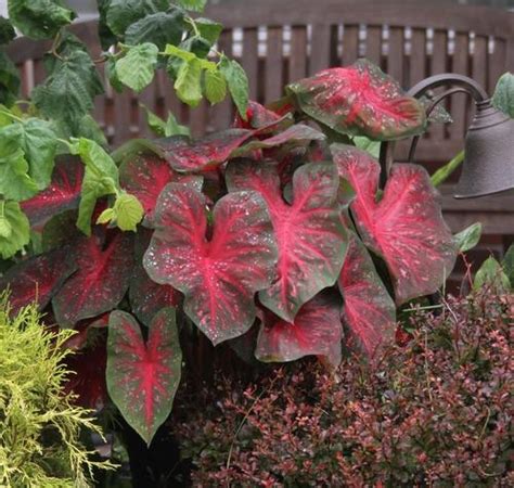 Tips For Growing Caladiums In Zones 5 7