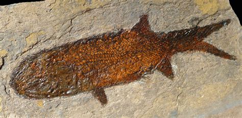 Large Fossilized Permian Paramblypterus Fish Matrix Sold At Auction On