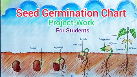 Seed Germination Chart SCIENCE PROJECT FOR BabeS Seedgermination Babeproject Drawing