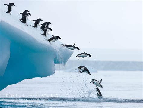 Adelie Penguins Leap Into The Ocean From An Iceberg Pygoscelis Adeliae