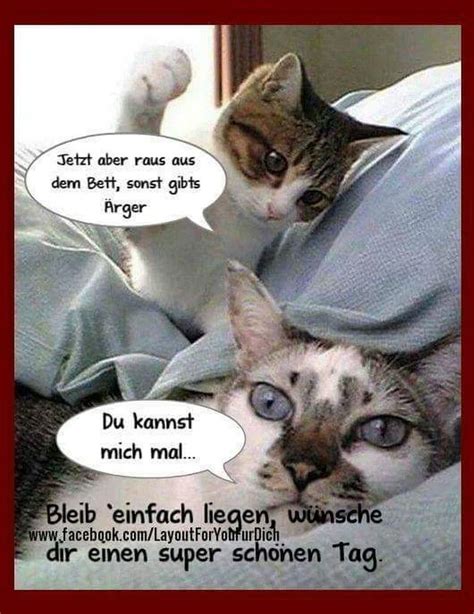 pin von ines auf glückwunsch witzige tierbilder guten morgen lustig niedliche kätzchen